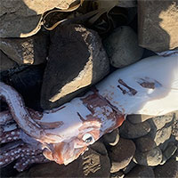 Phát hiện mực khổng lồ dạt vào bờ biển Nam Phi