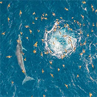 Lý do cá voi liên tục xuất hiện ở vùng biển Đề Gi