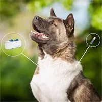 Tại sao Nhật Bản quyết định sử dụng "thẻ căn cước" cho thú cưng?