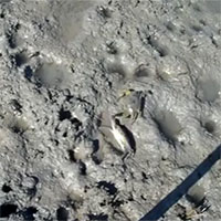 Lần đầu ghi hình cua xanh phục kích còng