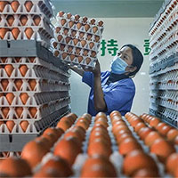 Đến gà cũng đẻ ít đi vì nắng nóng kỷ lục ở Trung Quốc