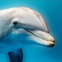 Cá heo săn rắn biển kịch độc