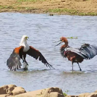 Đại bàng, diệc và hạc tranh bắt cá