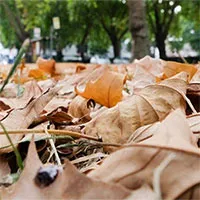 Sự nguy hiểm của mùa thu "giả" ở nước Anh