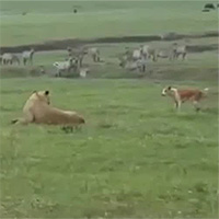 Chó nhà to gan