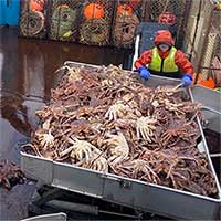 Cua tuyết Alaska đang biến mất bí ẩn