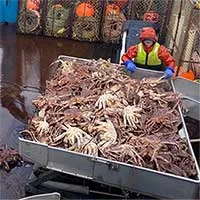 Cua tuyết Alaska đang biến mất bí ẩn