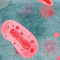 Đột biến gene của virus đậu mùa khỉ có thể làm trầm trọng thêm sự lây truyền