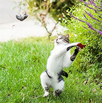 Vì sao mèo vờn chuột?