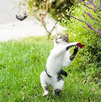 Vì sao mèo vờn chuột?