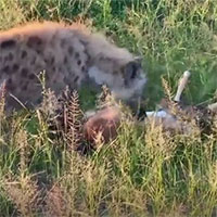 Linh dương thoát chết khỏi trăn dữ nhờ 