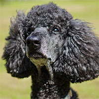 Nghiên cứu mới tiết lộ chó biết rơi nước mắt khi đoàn tụ với chủ