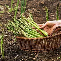 Loại rau được mệnh danh "rau hoàng đế", rất tốt cho sức khỏe nhưng không phải ai cũng ăn được