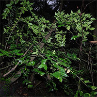 Phát hiện loài thực vật cực kỳ nguy cấp trong Sách đỏ Liên minh Bảo tồn Thiên nhiên Quốc tế