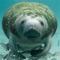 Cá nàng tiên chính thức tuyệt chủng ở Trung Quốc