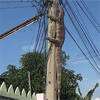 Kỳ đà trèo lên cột điện trốn chó dữ