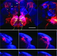 Cách não ruồi phản ứng với mùi vị