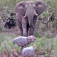 3 hà mã con đối mặt với voi khổng lồ và cái kết khiến tất cả phì cười