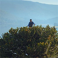 Loài cây tồn tại từ kỷ Jura có nguy cơ tuyệt chủng