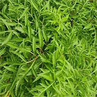 Cây đinh lăng: Vị thuốc bổ quý hiếm mà có thể bạn chưa biết
