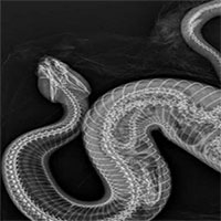 Ảnh X quang cho thấy rắn hổ mang nước nuốt gọn trăn Miến Điện