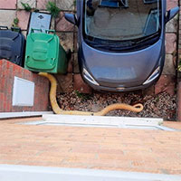 Tá hỏa phát hiện con trăn nặng 38kg bò vào cửa sổ