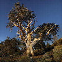 Cái chết của những cây cổ thụ nghìn năm