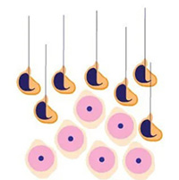 Xác định được enzyme giúp sản xuất tinh trùng suốt đời