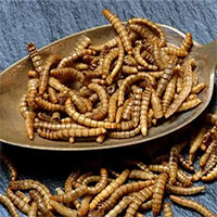Côn trùng có thể tạo ra vị thịt cho thực phẩm
