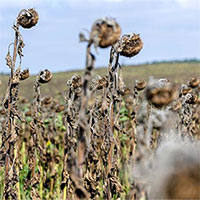 Ethanol có thể là giải pháp cứu vãn mùa màng trong hạn hán