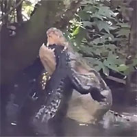 Sốc cảnh cá sấu khổng lồ nuốt chửng đồng loại trong phút chốc