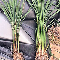 Giải mã virus bí ẩn khiến cây lúa Ấn Độ ngắn ngủn, còi cọc