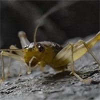 Loài dế bí ẩn sống trên dung nham núi lửa