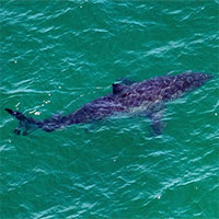 Vì sao cá mập vào gần bờ?