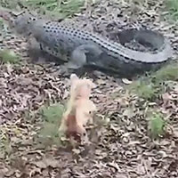 Bị chó cắn vào đuôi, cá sấu