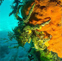 Cua Decorator: Những loài 