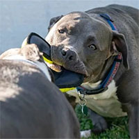 Tại sao vết cắn của chó Pitbull đáng sợ hơn những giống chó khác?