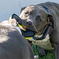 Tại sao vết cắn của chó Pitbull đáng sợ hơn những giống chó khác?