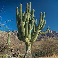 Mưa lớn trên sa mạc làm đổ cây xương rồng 200 tuổi