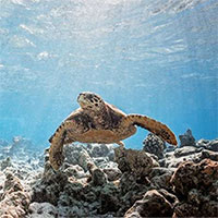 Chuyến thám hiểm dưới nước làm sáng tỏ những bí ẩn của Maldives