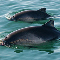 Phát hiện trường hợp mắc cúm gia cầm đầu tiên ở cá heo chuột