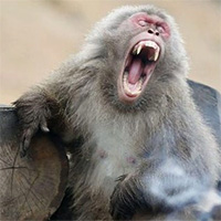 Vì sao muông thú tại Nhật bỗng dưng 