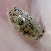 Bọ biển cắn ngón chân hoành hành ở California