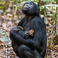 Hình ảnh hiếm thấy: Tinh tinh lùn vỗ về cầy mangut non