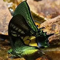 Sinh sản nhân tạo thành công loài bướm hiếm nhất thế giới