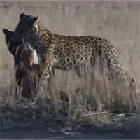 Mải săn chim bồ câu, chó rừng bỏ mạng khi rơi vào tầm ngắm của báo hoa mai