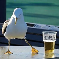 Chim mòng biển đang trở nên 