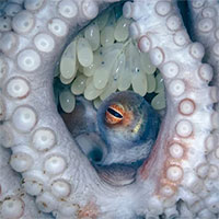 Bất ngờ phát hiện bạch tuộc siêu hiếm trong chuyến lặn biển