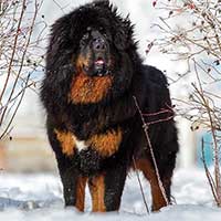 Đi tìm nguồn gốc của chó ngao Tây Tạng