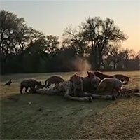 Golf thủ bất lực, phải dừng trận đấu vì sư tử và linh cẩu tranh mồi giữa sân golf